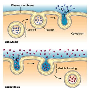 Exocytosis and endocytosis processes