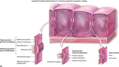 Detailed illustration of tight junctions, desmosomes, and gap junctions in epithelial tissue