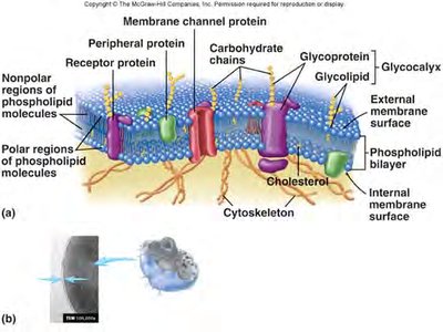 Diagram of plasma membrane structure with labeled components