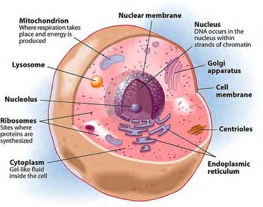 Simplified diagram of a cell with labeled organelles
