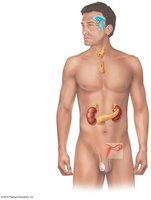 Location of major endocrine organs in the human body