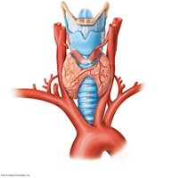 Gross anatomy of the thyroid gland