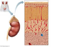 Microscopic structure of the adrenal gland