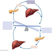 Regulation of blood glucose levels by pancreatic hormones