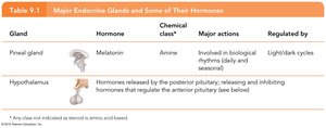 Table: Pineal gland and hypothalamus hormones