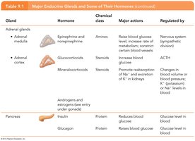 Table: Adrenal gland and pancreas hormones