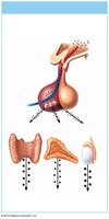 Hormonal stimulus pathway