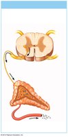 Neural stimulus pathway