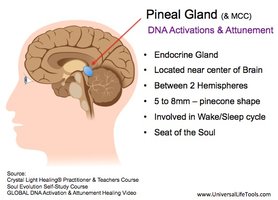 Pineal gland location and function