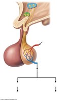 Hormones released by the posterior pituitary and their target organs
