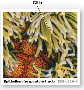 Microscope types and scale of observation