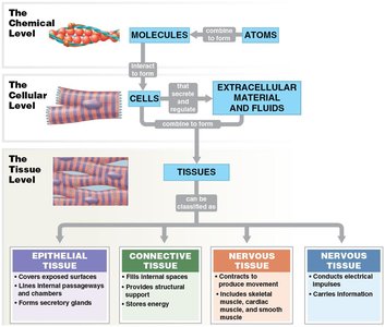 Body organization from chemical to tissue level