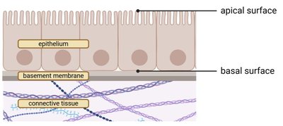 Epithelial cell structure: apical and basal surfaces