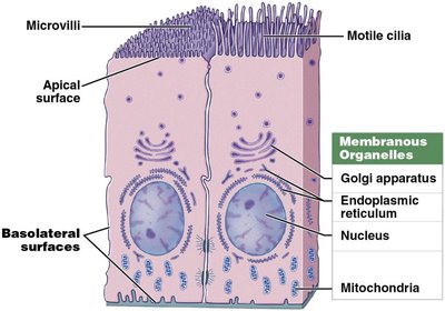 Epithelial cell structure: apical and basal surfaces