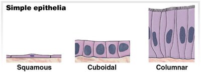 Shapes of epithelial tissue: squamous, cuboidal, columnar