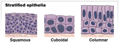 Shapes of epithelial tissue: squamous, cuboidal, columnar