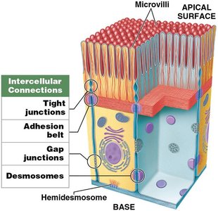 Shapes of epithelial tissue: squamous, cuboidal, columnar