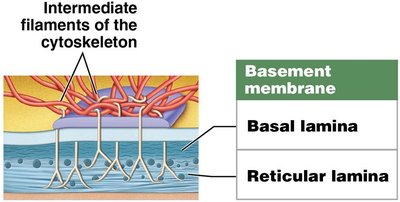 Epithelial cell interconnections