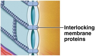 Epithelial cell intercellular connections