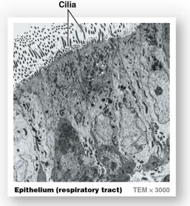 Four basic tissue types: connective, epithelial, muscle, nervous