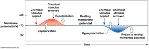 Depolarization, repolarization, and hyperpolarization