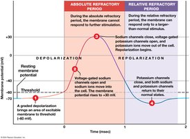 Generation of an action potential and refractory periods