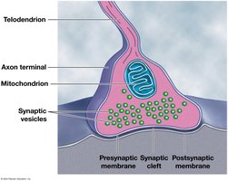 Structure of a typical chemical synapse