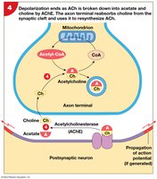 Step 4: Breakdown of ACh by AChE