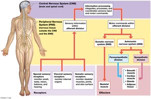 Overview of the nervous system divisions and pathways