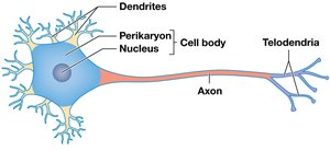 Anatomy of a typical neuron