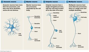 Structural classifications of neurons