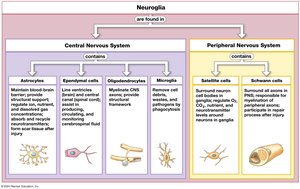Types of neuroglia in CNS and PNS