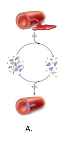 Diagram of positive feedback in blood clotting