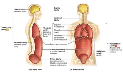 Diagram of dorsal and ventral body cavities and their subdivisions