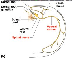 Formation of a spinal nerve from dorsal and ventral roots