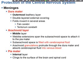 Structure of the meninges and their relationship to the skull and brain