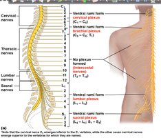 Spinal nerve plexuses and their distribution