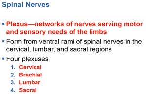 Brachial plexus and nerves of the upper limb