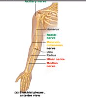 Lumbar plexus and nerves of the lower limb