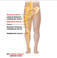 Sacral plexus and nerves of the lower limb