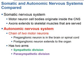 Comparison of somatic and autonomic nervous systems