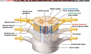 Cross-section of the spinal cord showing gray and white matter, roots, and meninges