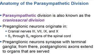 Parasympathetic and sympathetic innervation of organs