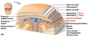 Sympathetic division pathways