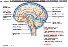 CSF circulation in the brain and spinal cord