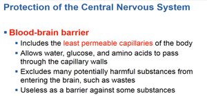Anatomy of the spinal cord, posterior view