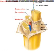 Structure of a nerve showing connective tissue layers and fascicles