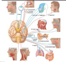 Cranial nerves and their distribution
