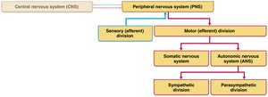 Structural organization of the nervous system