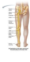 The sacral plexus branches